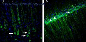 Alomone Labs BLP-RR021 image 1