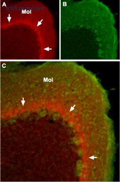 Alomone Labs BLP-SC001 image 1