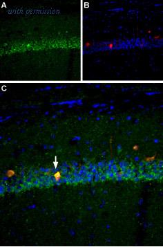 Alomone Labs BLP-SC009 image 1