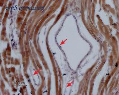 Alomone Labs BLP-SC013 image 1
