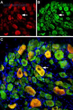 Alomone Labs BLP-SC018 image 1