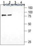 Alomone Labs BLP-SC019 image 1