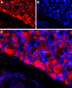 Alomone Labs BLP-SC044 image 1