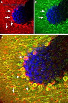 Alomone Labs BLP-SR005 image 1