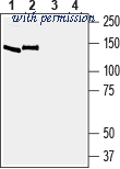 Alomone Labs BLP-SR040 image 1