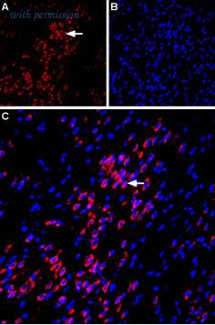 Alomone Labs BLP-VR001 image 1
