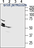 Alomone Labs BLP-ZT012 image 1