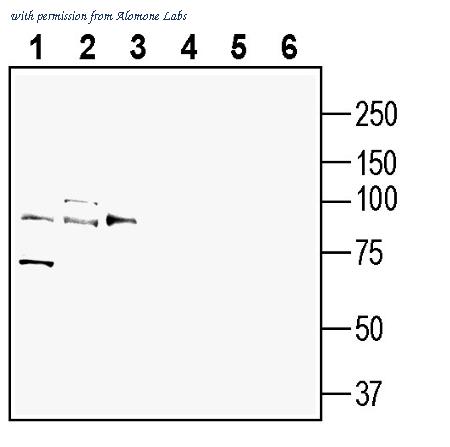 Alomone Labs ATR-032 image 1