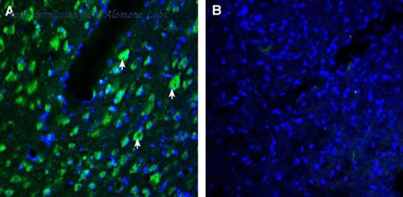 Alomone Labs ATR-032 image 2