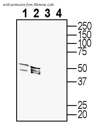Alomone Labs ASR-033-GP image 1
