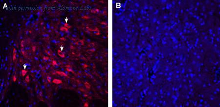 Alomone Labs ASR-033-GP image 2