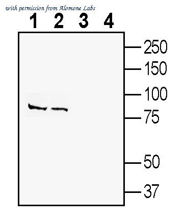 Alomone Labs ANT-189 image 1