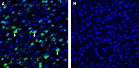 Alomone Labs ANT-189 image 2