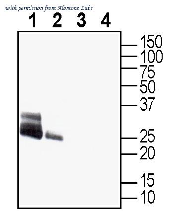 Alomone Labs AQP-014-GP image 1