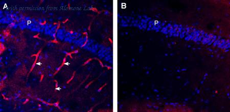 Alomone Labs AQP-014-GP image 2