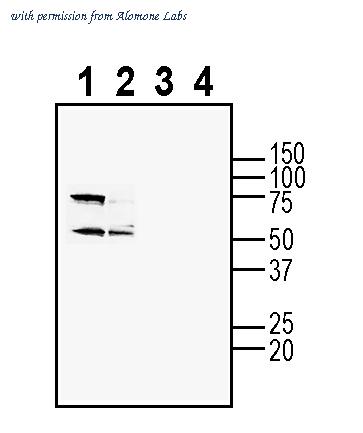 Alomone Labs AAR-009 image 1