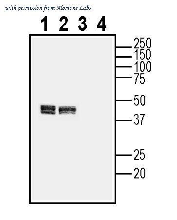 Alomone Labs ACC-142 image 1