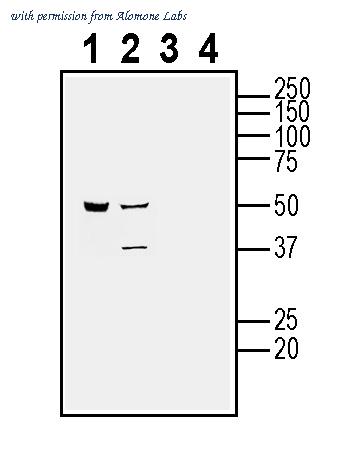 Alomone Labs ACC-142 image 2