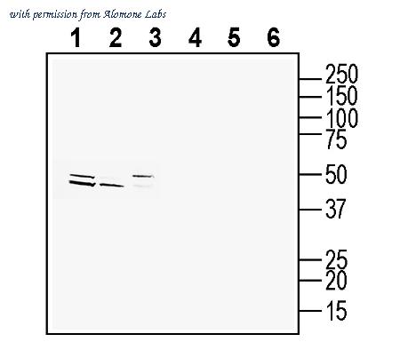 Alomone Labs ACR-072 image 1