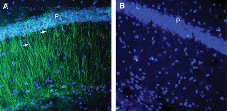 Alomone Labs ACR-072 image 2