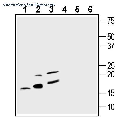 Alomone Labs ACS-010-GP image 1