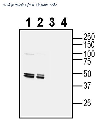 Alomone Labs AER-004 image 1