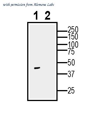 Alomone Labs AER-004 image 2