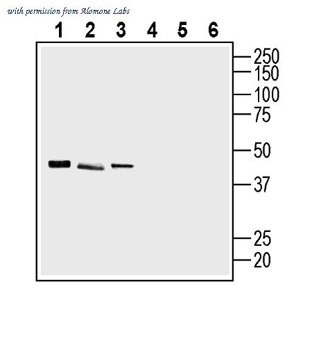Alomone Labs AER-004 image 3