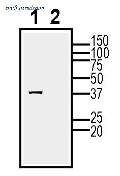 Alomone Labs AGR-071 image 1