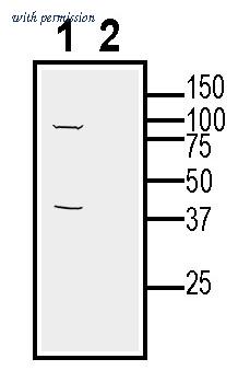 Alomone Labs AGR-071 image 2