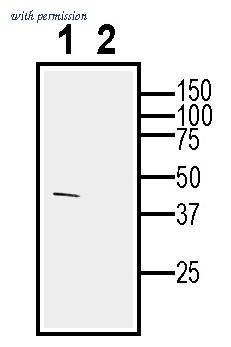 Alomone Labs AGR-071 image 3