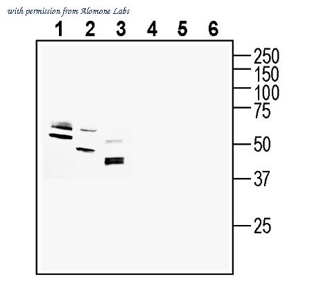 Alomone Labs AGR-090 image 1
