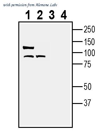 Alomone Labs ALR-043 image 1