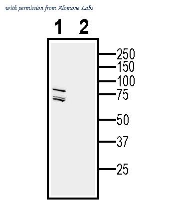Alomone Labs ALR-043 image 2