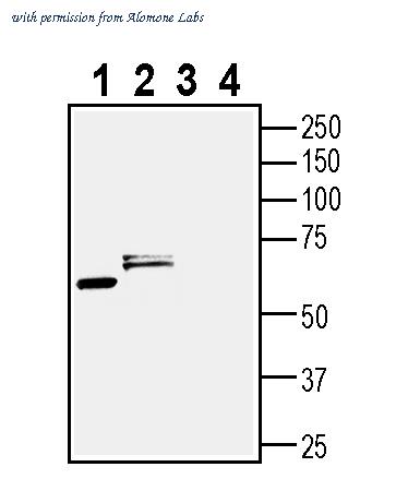 Alomone Labs AMR-006-GP image 1