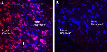 Alomone Labs AMR-006-GP image 2