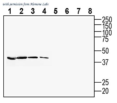 Alomone Labs ANR-029 image 1