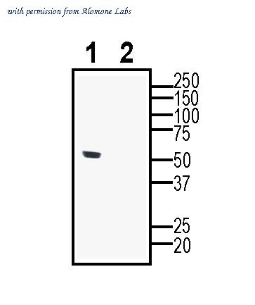 Alomone Labs ANR-029 image 2