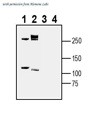 Alomone Labs ANR-047 image 1