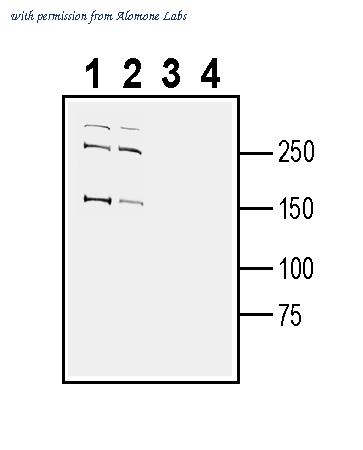 Alomone Labs ANR-047 image 2