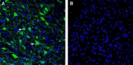 Alomone Labs ANR-047 image 3