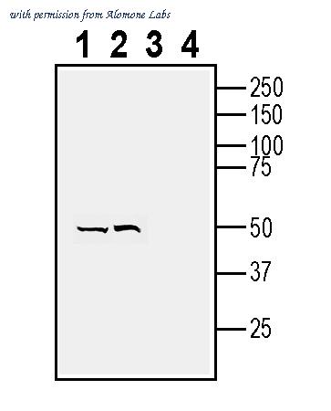 Alomone Labs ANR-073 image 1