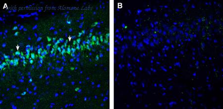 Alomone Labs ANR-073 image 3