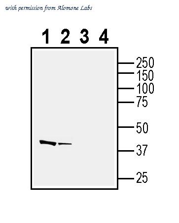 Alomone Labs ANR-074 image 1