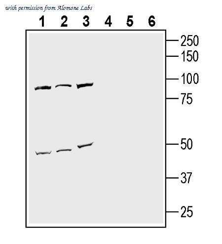Alomone Labs ANR-074 image 2
