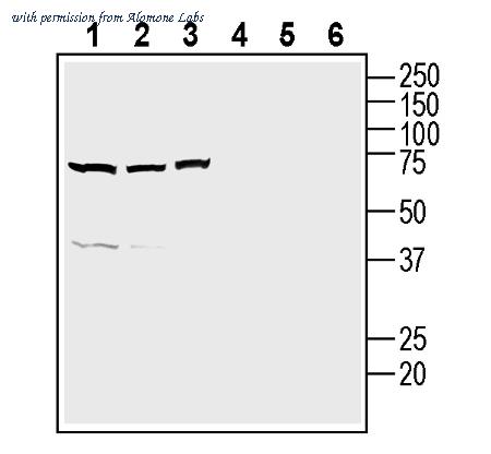 Alomone Labs ANR-075 image 1