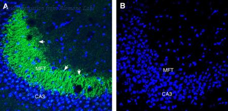 Alomone Labs ANR-075 image 3