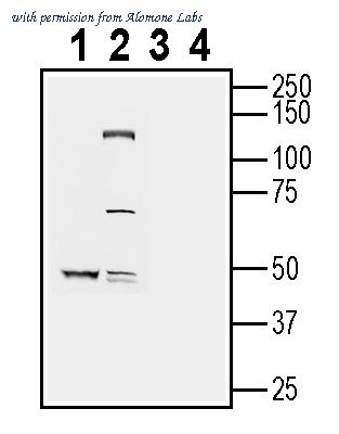 Alomone Labs ANR-126 image 1