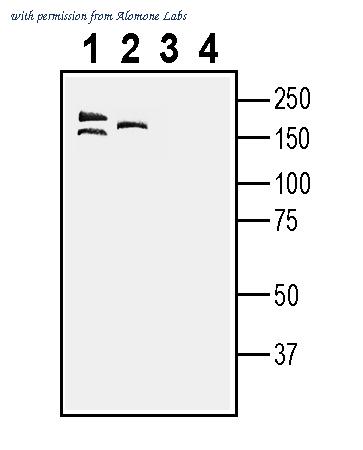 Alomone Labs ANR-134 image 1