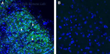 Alomone Labs ANR-134 image 2
